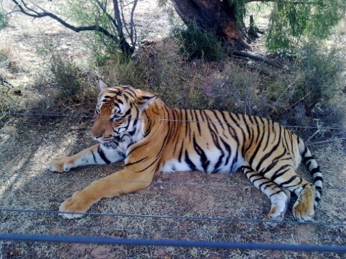 Discovery Channel TigerShoot