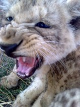 Lion Cubs